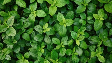 Sticker - Green leafy shrub for texture background. Dense vegetation close-up, horizontal image.