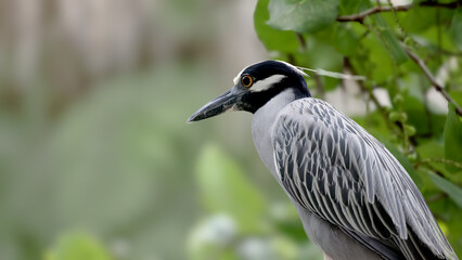 Wall Mural - a close up side on shot of a black-capped night heron perching in a tree at a wildlife sanctuary of florida, usa