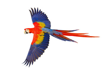 Wall Mural - Colorful flying Scarlet Macaw parrot isolated on transparent background png file