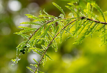 Wall Mural - Drops of water on green leaves in nature