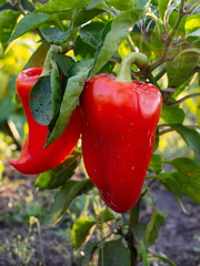 Poster - Red bell pepper growing in the garden