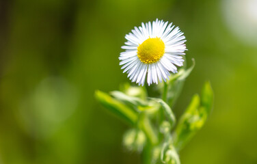 Canvas Print - White daisy on a wire in summer. Macro