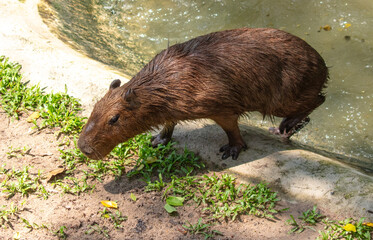 Sticker - Portrait of a capybara in the zoo