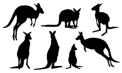 Wall Mural - Set of Australian big red kangaroo silhouettes. Osphranter rufus females, males and baby kangaroos in different poses. realistic vector animal