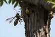 © Tommybad - Wasp: The Agile Insect with a Potent Sting