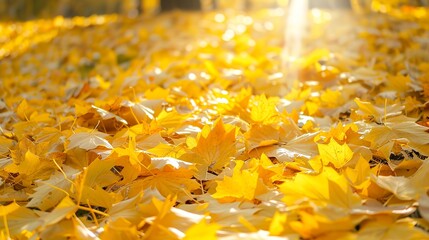 Sticker - Fallen yellow leaves on the ground in park, autumn season. Natural scenery. Sunny day. Close-up.