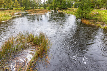 Canvas Print - River with reeds and calm water in the countryside