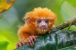 © SY - A cute golden monkey sitting on a leaf. This photo can be used to illustrate articles about endangered species or the beauty of nature.