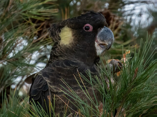 Yellow-tailed Black Cockatoo in a pine tree