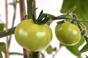 Wall Mural - Tomates cerises pas encore mûres sur une branche en gros plan sur fond blanc