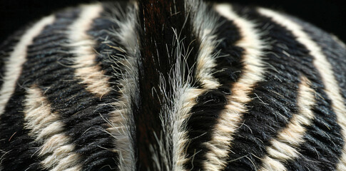 Poster - A close up of the back skin texture with vertical black and white stripes on an African zebra