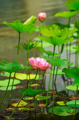 Wall Mural - pink lotus flower