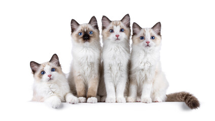 Wall Mural - Row of 4 adorable Ragdoll cat kittens, laying and sitting beside each other. All looking towards camera with breed specific blue eyes. Isolated on a white background.