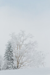 Wall Mural - snow covered trees in a snowy winter landscape, hokkaido, japan