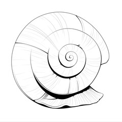 Poster - snail on a white background