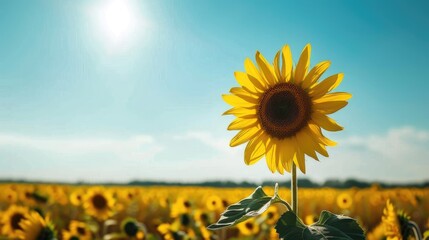 Poster - Bright yellow sunflower with blue sky and yellow field in background