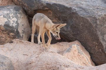 Wall Mural - A young Kit Fox living in the desert of Southern Utah, USA, steps out of a small space between boulders in the soft evening light while looking to the right and licking his nose.