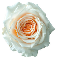 Poster - PNG Elegant white rose close-up