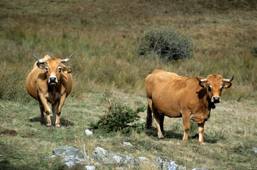 Wall Mural - Vache, race Aubrac