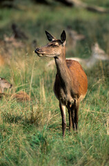 Wall Mural - Cerf, biche, Cervus elaphus