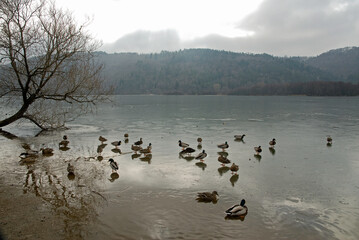 Wall Mural - Canard colvert, Anas platyrhynchos, glace, Lac Chambon, Parc naturel régional des Volcans, 63, Puy de Dôme France