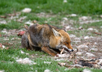 Wall Mural - Renard roux; vulpes vulpes