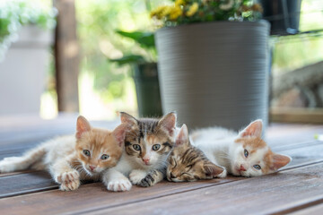 Sticker - Four cute small fluffy multi-colored kittens lying on a wooden decking, family pets love care