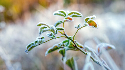 Wall Mural - A branch of rosehip with green leaves covered with frost