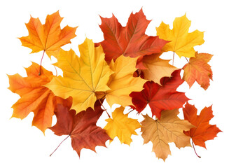 Wall Mural - Colorful autumn maple leaves arrangement