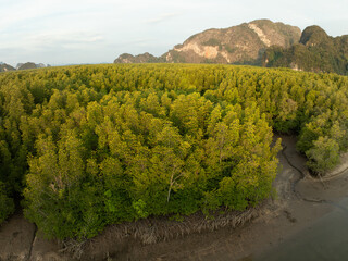 Wall Mural - Amazing abundant mangrove forest, Aerial view of forest trees, Rainforest ecosystem and healthy environment background,Texture of green trees forest top down, High angle view