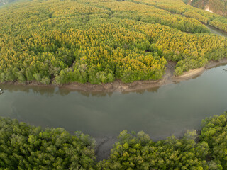 Wall Mural - Amazing abundant mangrove forest, Aerial view of forest trees, Rainforest ecosystem and healthy environment background,Texture of green trees forest top down, High angle view