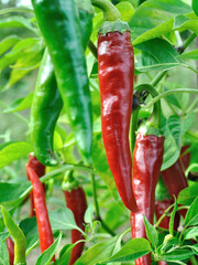 Wall Mural - close-up of growing and ripening organic chili peppers plantation in the vegetable garden, vertical composition
