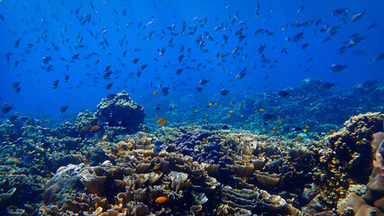 Wall Mural - Underwater photo of a colorful coral reef and school of fish. From a scuba dive in Bali.