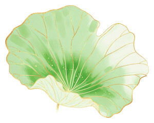 Wall Mural - PNG Chinese lotus leaf green plant petal food.