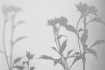 Poster - PNG  Shadowy floral silhouettes on wall