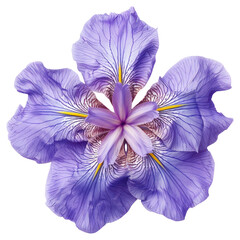 Poster - PNG Vibrant purple iris flower