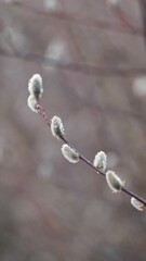 Canvas Print - Close up of branch of willow with blooming buds. Vertical video of blooming willow branch