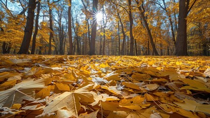 Poster - Vibrant Autumn Forest with Sunlight Peeking Through the Trees