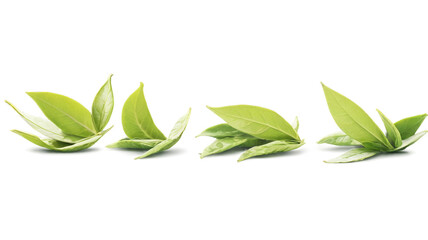 Green tea leaf isolated on transparent background