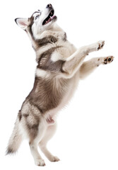 Sticker - PNG  Playful husky dog standing upright