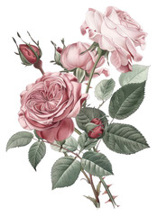 Poster - PNG Elegant vintage rose botanical illustration