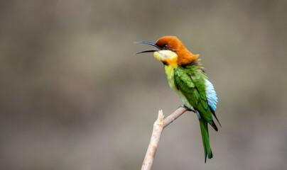 Chestnut-headed Bee-eater on the branch close up shot.