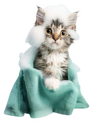 Sticker - PNG  Adorable kitten in bath bubbles