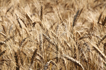 golden wheat field