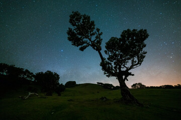 Silhouette of Tree in Fanal Forest and Sky full of Stars at Night. Madeira, Portugal.