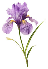 Wall Mural - PNG Real Pressed a japanese iris flower purple petal.