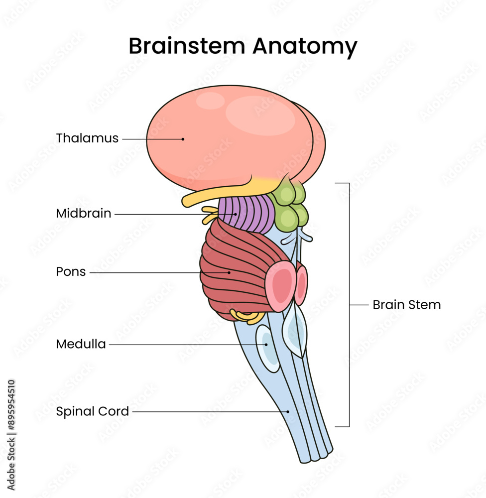 Diagram of Brain Stem Anatomy Stock Vector | Adobe Stock