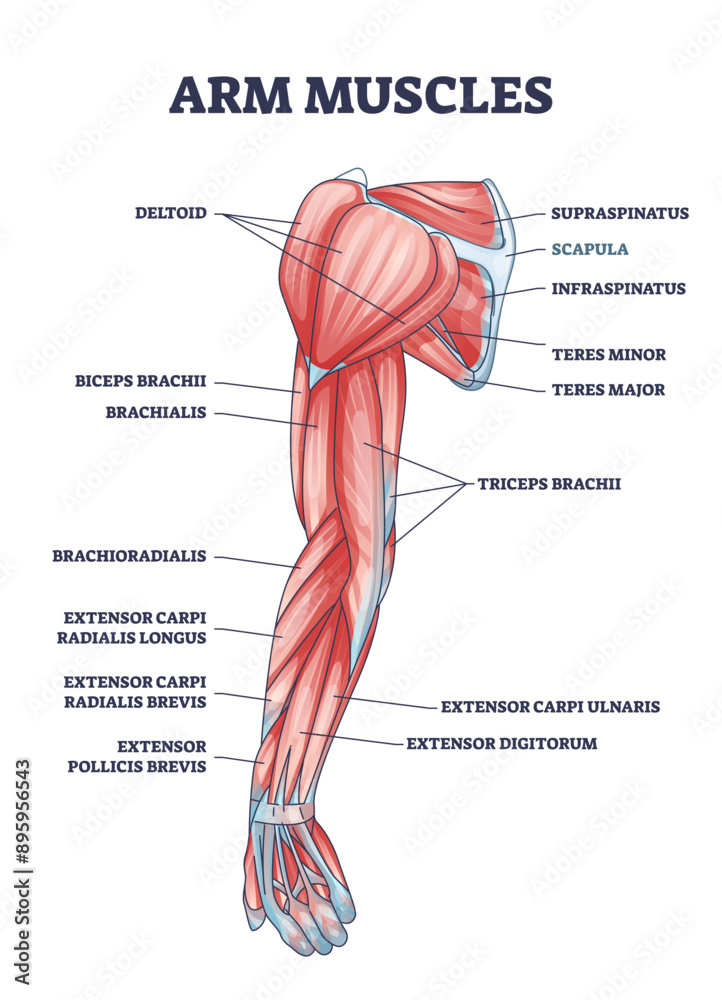 arm-muscles-medical-description-with-labeled-latin-titles-outline