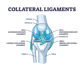 Poster - Collateral ligaments with knee anatomical skeletal structure outline diagram, transparent background. Labeled educational joint part description.