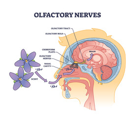 Canvas Print - Olfactory nerves with sensory facial nose organs anatomy outline diagram, transparent background. Labeled educational scheme with human head nasal scent system and plane, cavity.